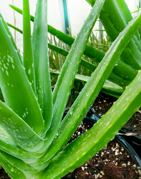 Aloe Vera Bare Root Plant Josh's Jungle