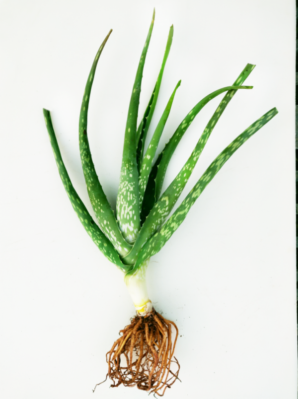 Aloe Vera Bare Root Plant Josh's Jungle